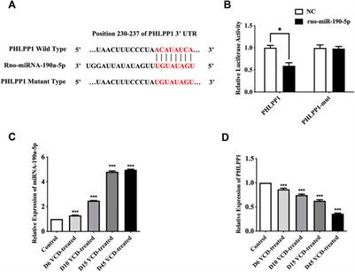 MiRNA-190a-5p promotes primordial follicle hyperactivation by targeting PHLPP1 in premature ovarian failure